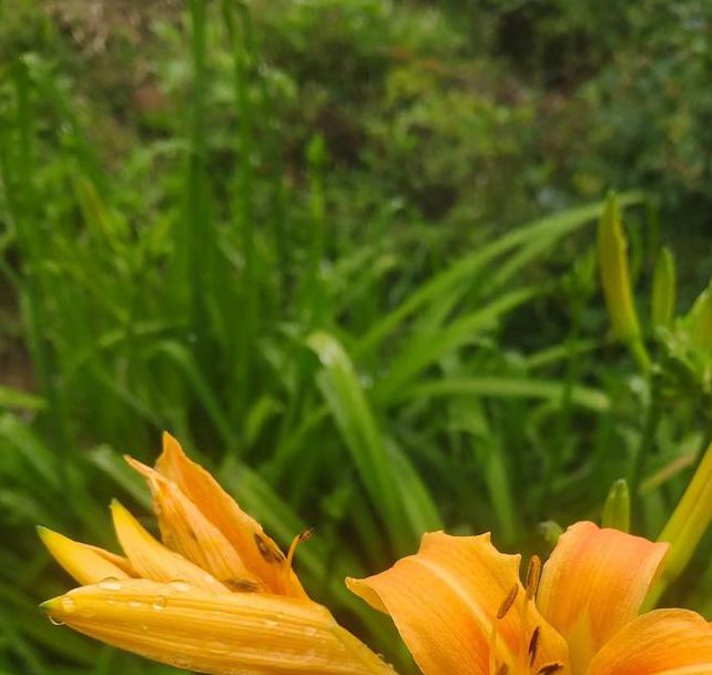 忘忧草仙踪林大豆行情