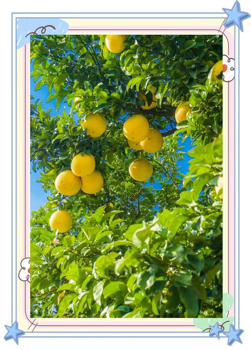 蜜柚免费最新版6.1