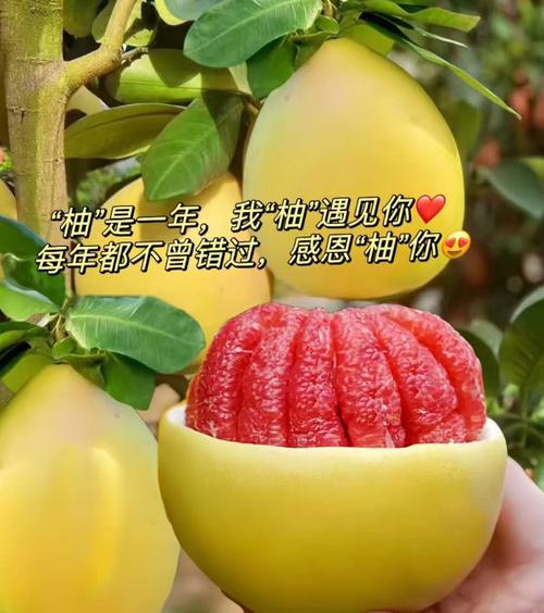 蜜柚免费最新版6.1