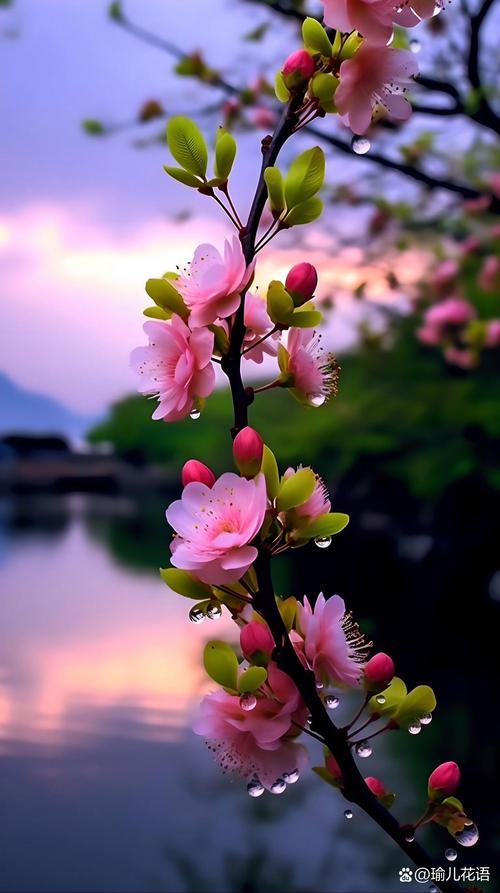 桃花免费高清版