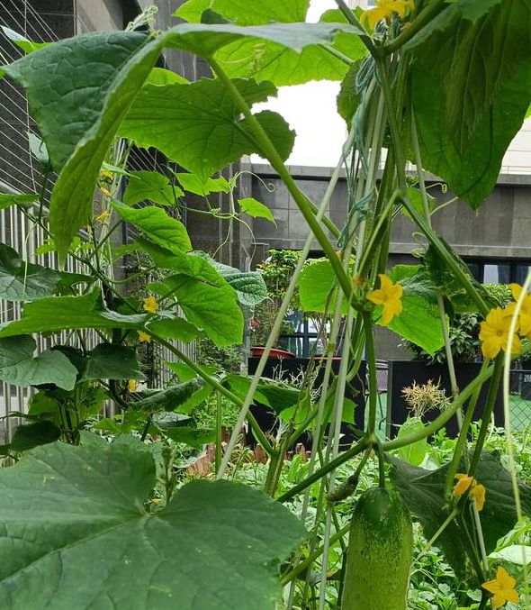 茄子丝瓜向日葵黄瓜榴莲鸭脖最新版