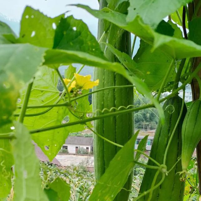 茄子丝瓜向日葵黄瓜榴莲鸭脖最新版