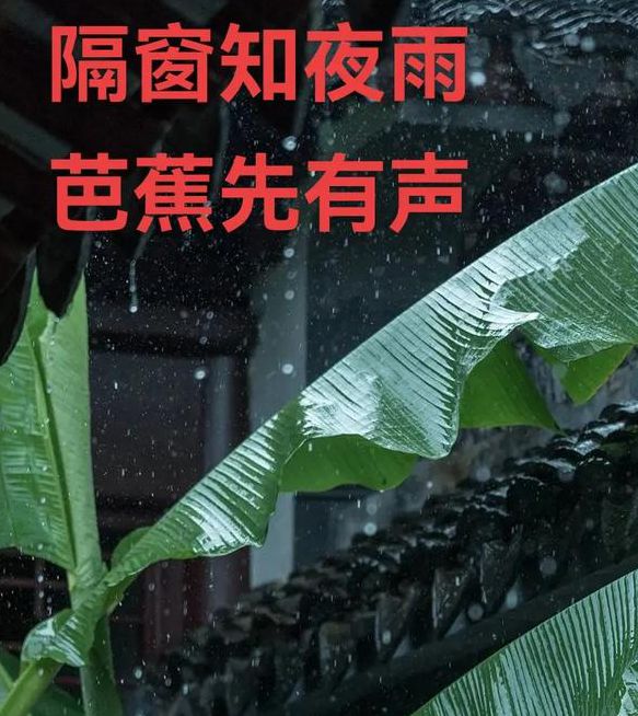 芭蕉视频官方官网下载