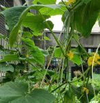 秋葵茄子丝瓜黄瓜榴莲大全18