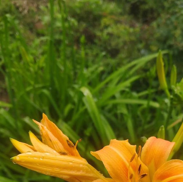 忘忧草正能量视频