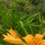 忘忧草正能量视频