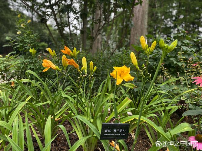 高清乱码忘忧草