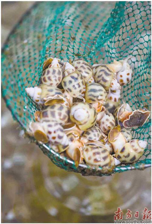 小花螺直播高清版