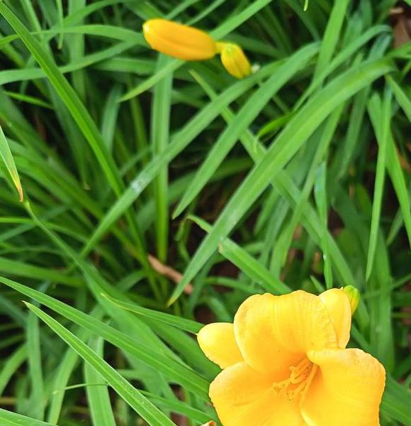 忘忧草wyc.apk1055观看