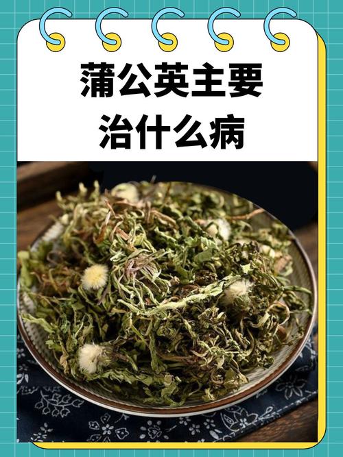 蒲公英研究所视频