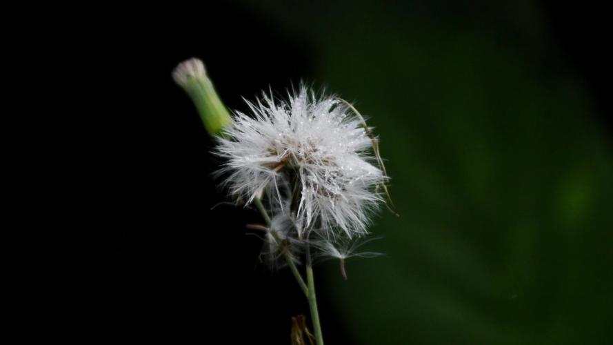 蒲公英研究所视频