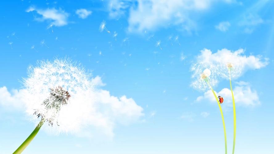 蒲公英研究所视频