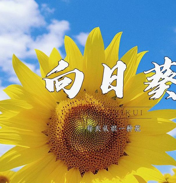 向日葵app下载最新下载