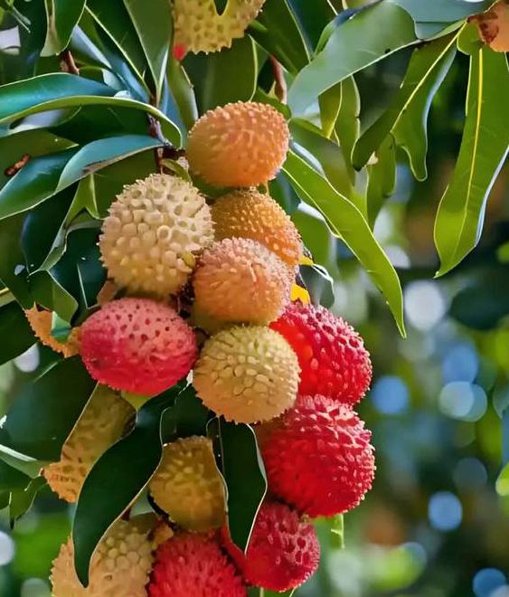 荔枝视频在线观看高清完整版