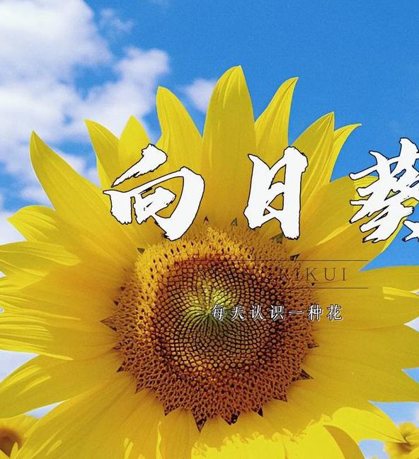 xrk1_3_0 apk向日葵视频下载