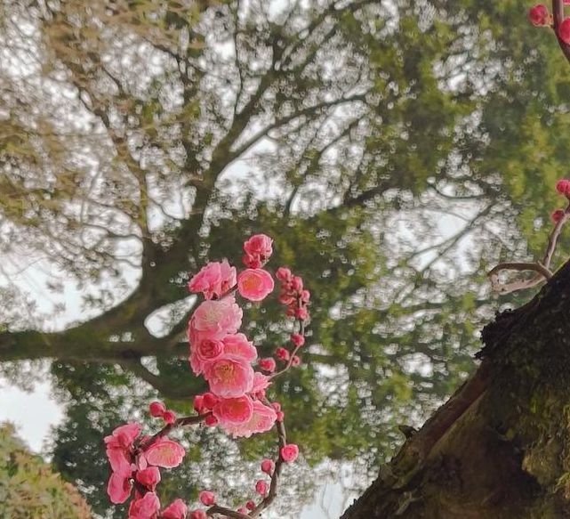 梅花视频1.0免费版