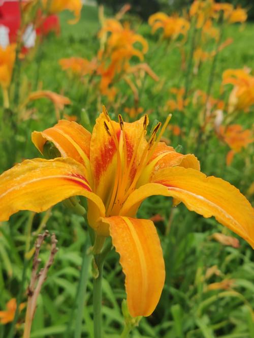 忘忧草网站访问2022