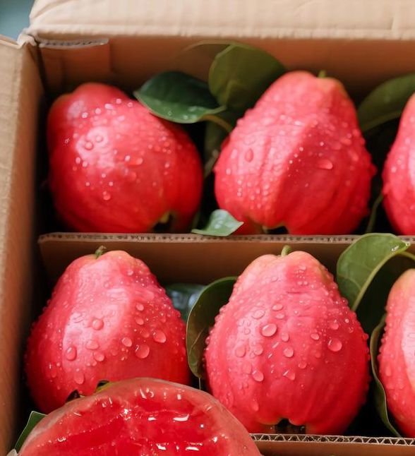 香蕉草莓芭乐鸭脖未满岁:观看番剧的软件