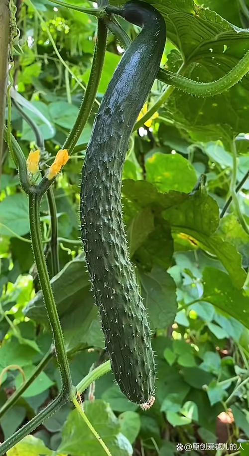樱桃丝瓜绿巨人黄瓜茄子聚合