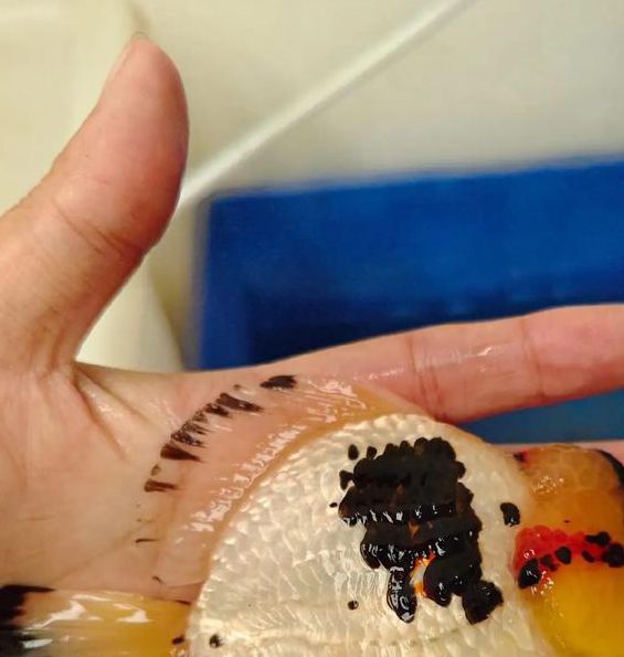 金鱼直播1.0.3安卓版