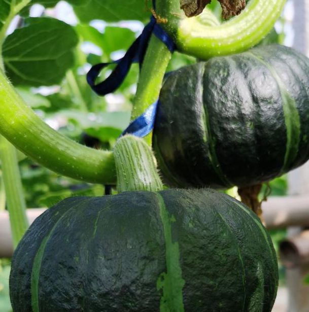 南瓜视频官网下载地址南瓜视频app