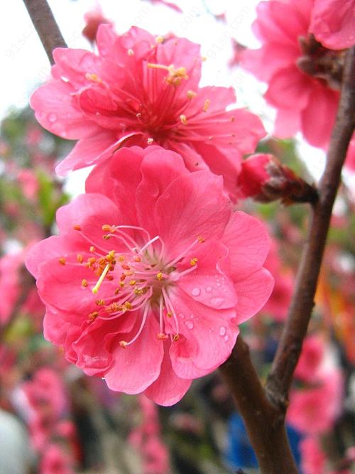 桃花社区高清免费版