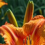 高清乱码忘忧草