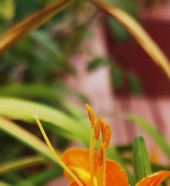 高清乱码忘忧草