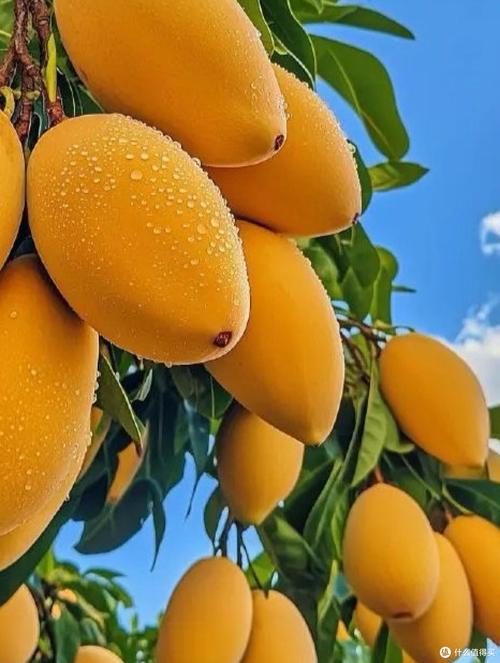 草莓丝瓜樱桃秋葵榴莲芒果