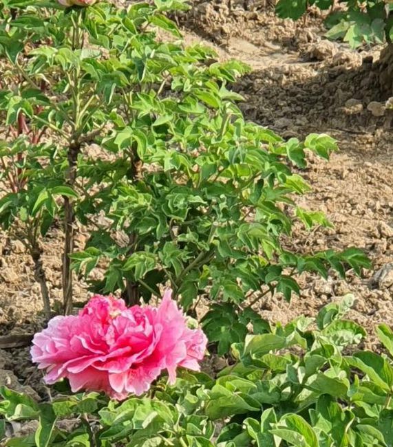 国色天香高清手机在线观看视频