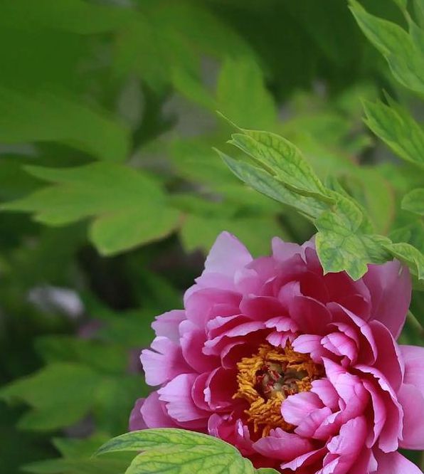 国色天香高清手机在线观看视频