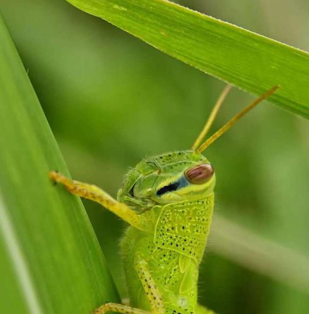 草蜢影视手机版