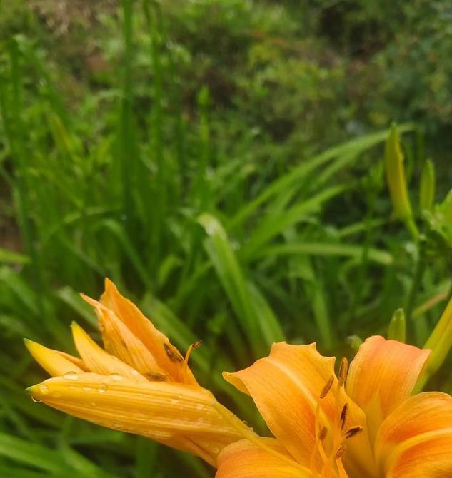 忘忧草资源版视频