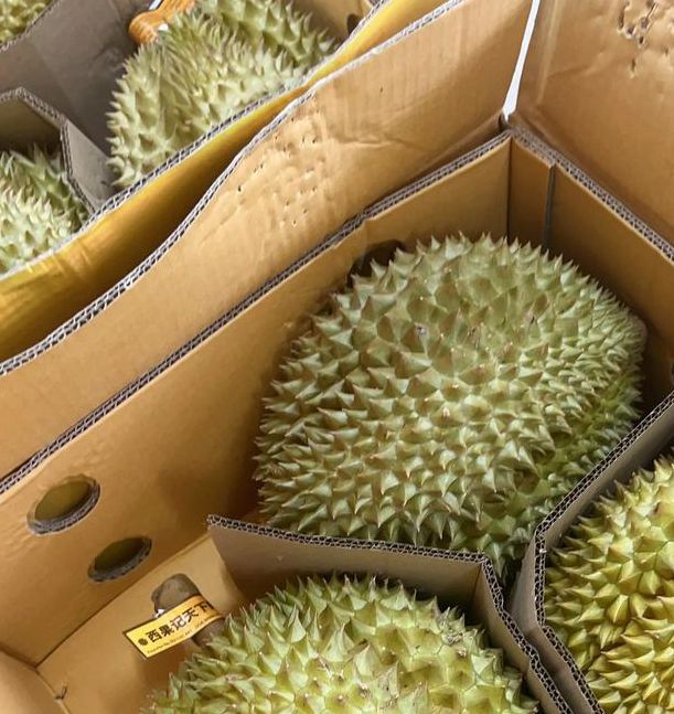 ll999榴莲aplaceholder免费最新下载安装