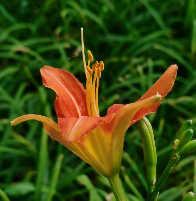 忘忧草在线社区www中国免费