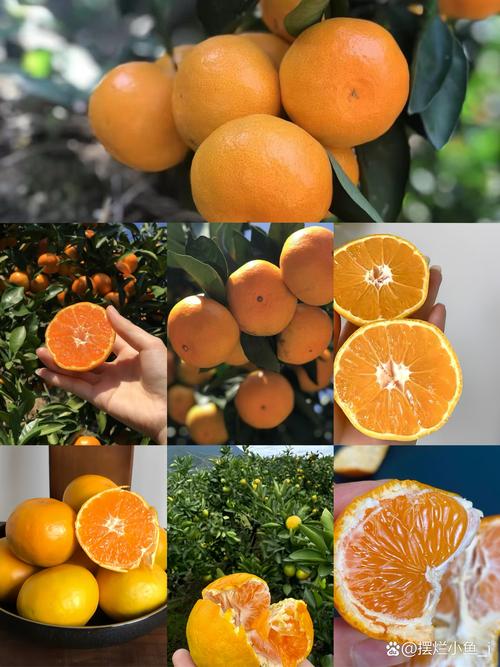 蜜桔app免费观看软件中心