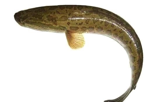 乌鱼影视下载安装