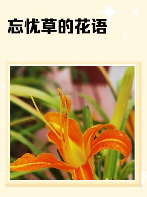 忘忧草app下载软件