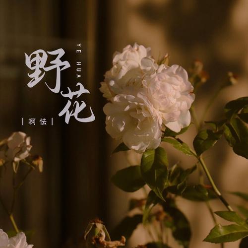 野花视频1.1.5安卓版