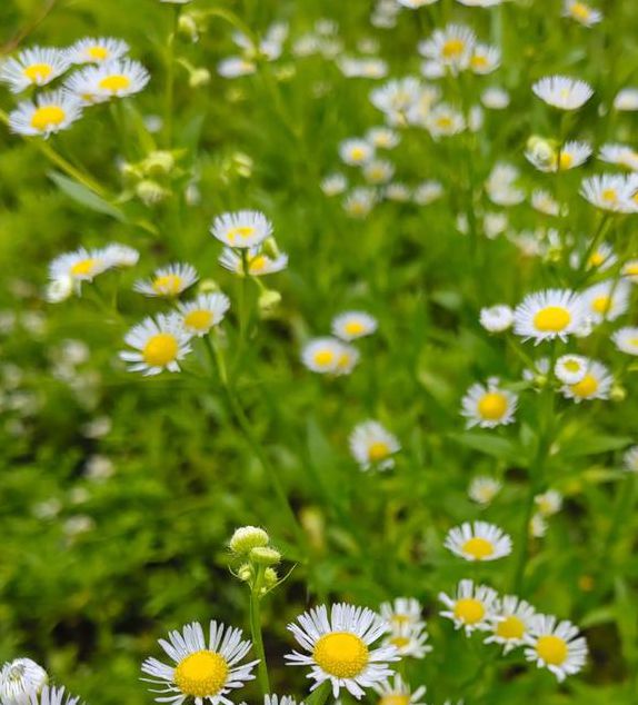 野花视频1.1.5安卓版