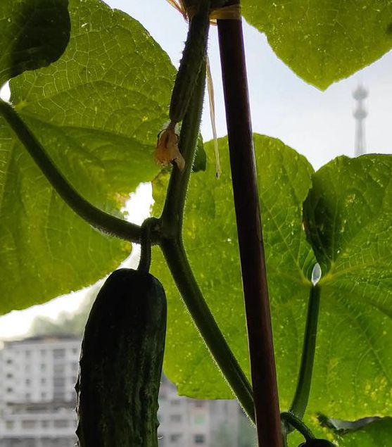 丝瓜黄瓜草莓茄子樱桃香蕉番茄视频免费版