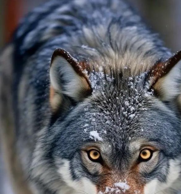 灰狼视频免费版