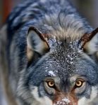 灰狼视频免费版