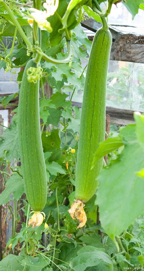 丝瓜下载汅api免费下载大全