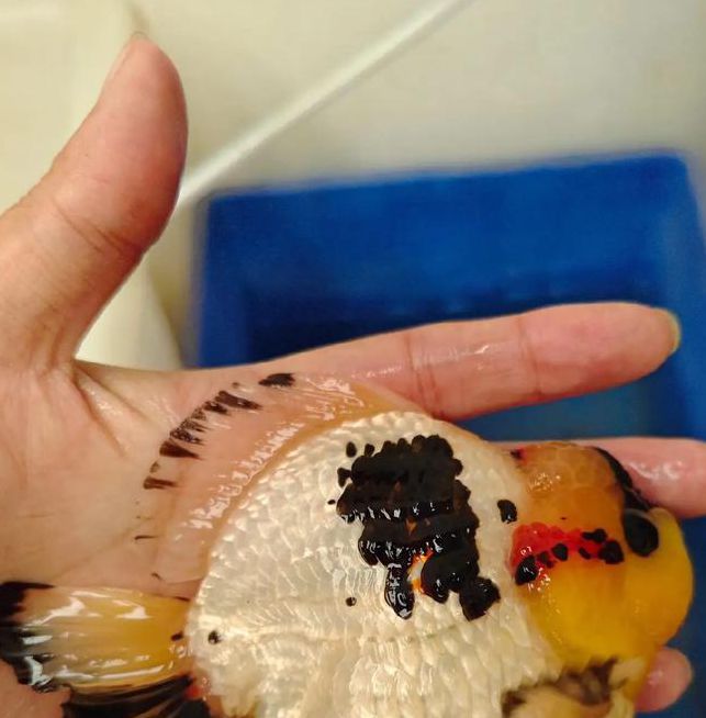 金鱼直播1.0.3安卓版