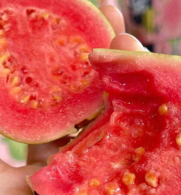 草莓丝瓜芭乐樱桃秋葵小蝌蚪榴莲苹果