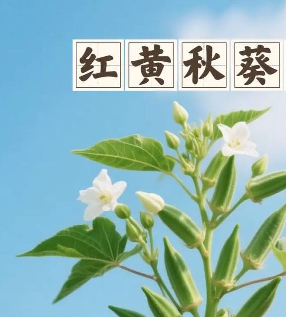 秋葵视频下载汅api免费新版