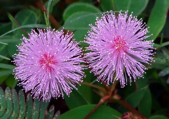 一天能看三次的含羞草实验研所