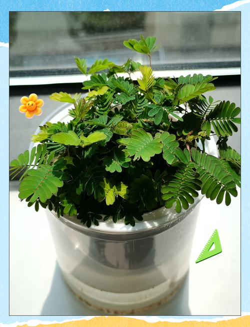 一天能看三次的含羞草实验研所