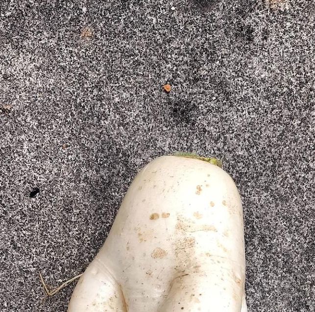 萝卜视频(脖起来才有劲)